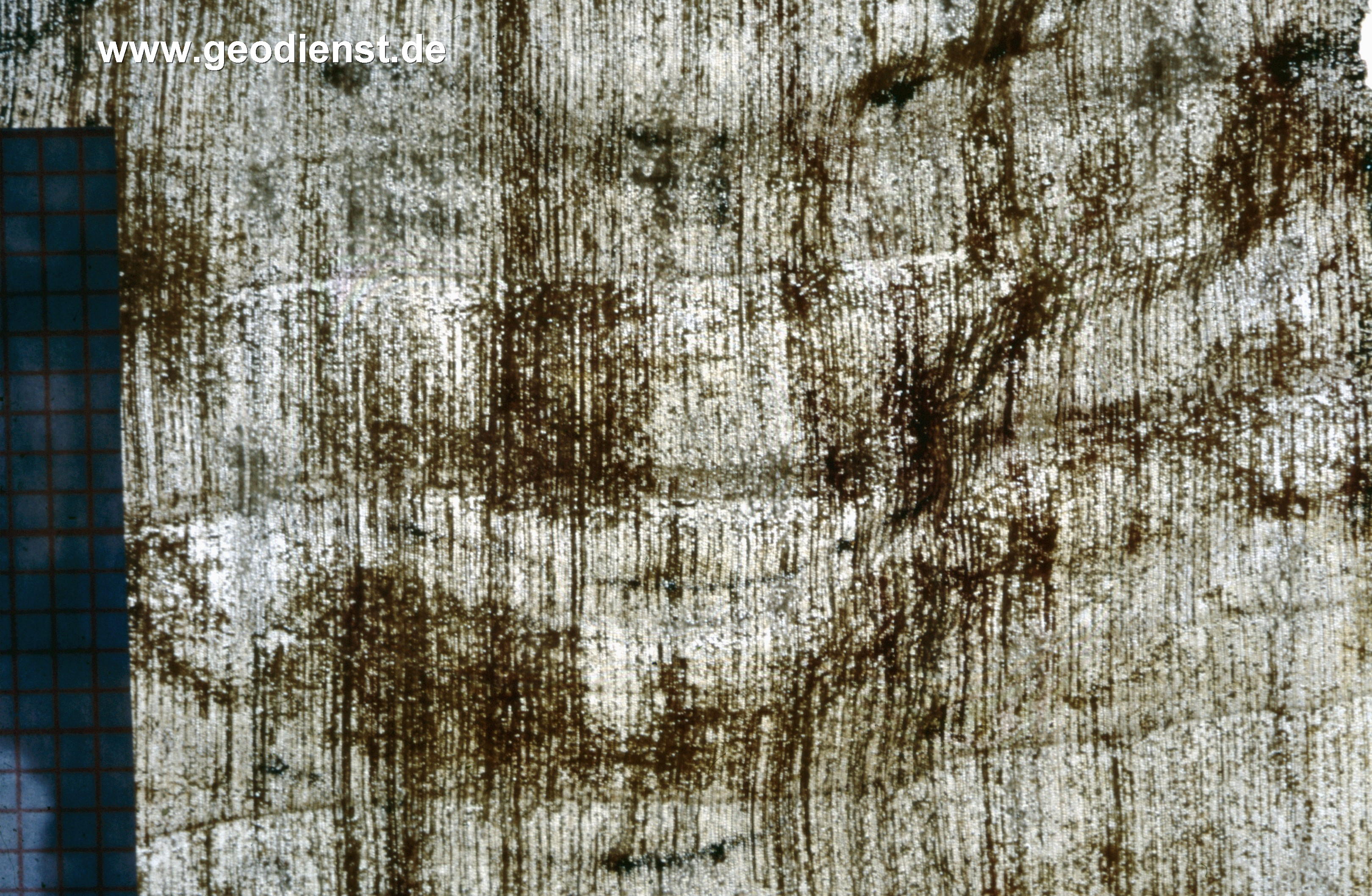 Der Versteinerte Wald